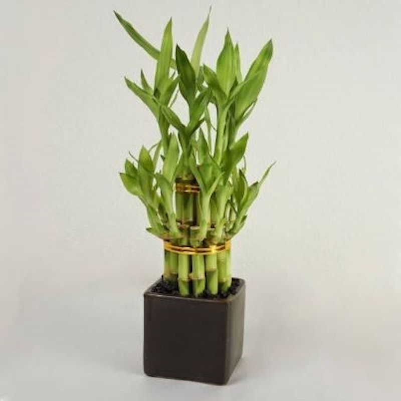 Lucky Bamboo (Dracaena sanderiana)