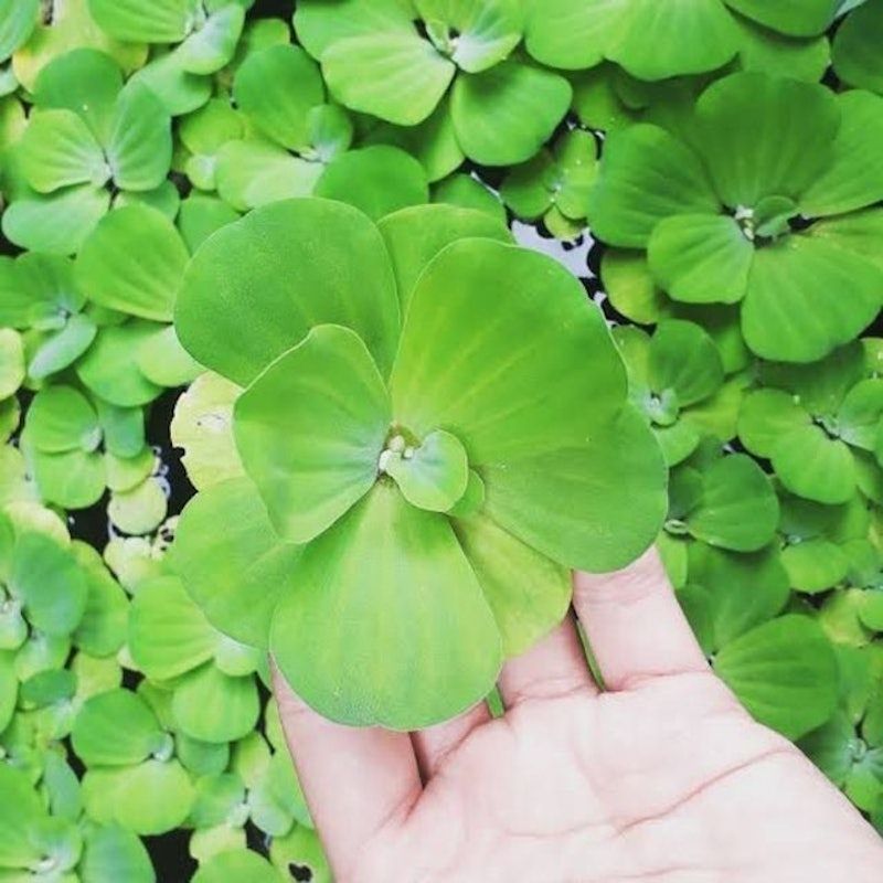 Bibit Pistia stratiotes (apu-apu)