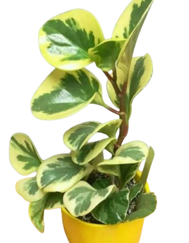 Paperomia Obtusifolia Variegata