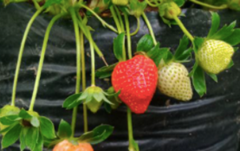 Bibit Strawberry Sagahonoka