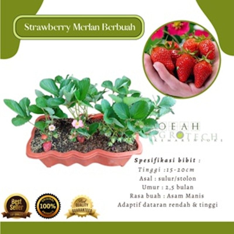 Bibit Strawberry Merlan