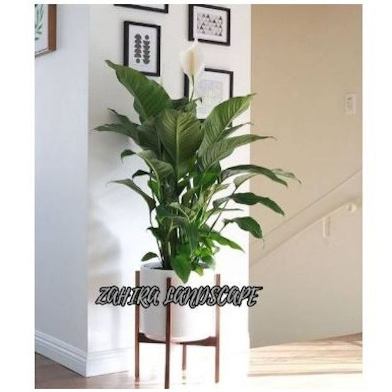 Peace Lily (Spathiphyllum)