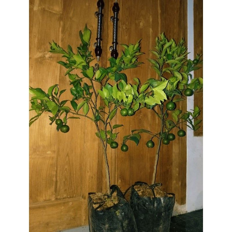 Bibit Jeruk Santang Madu Impor Indukan