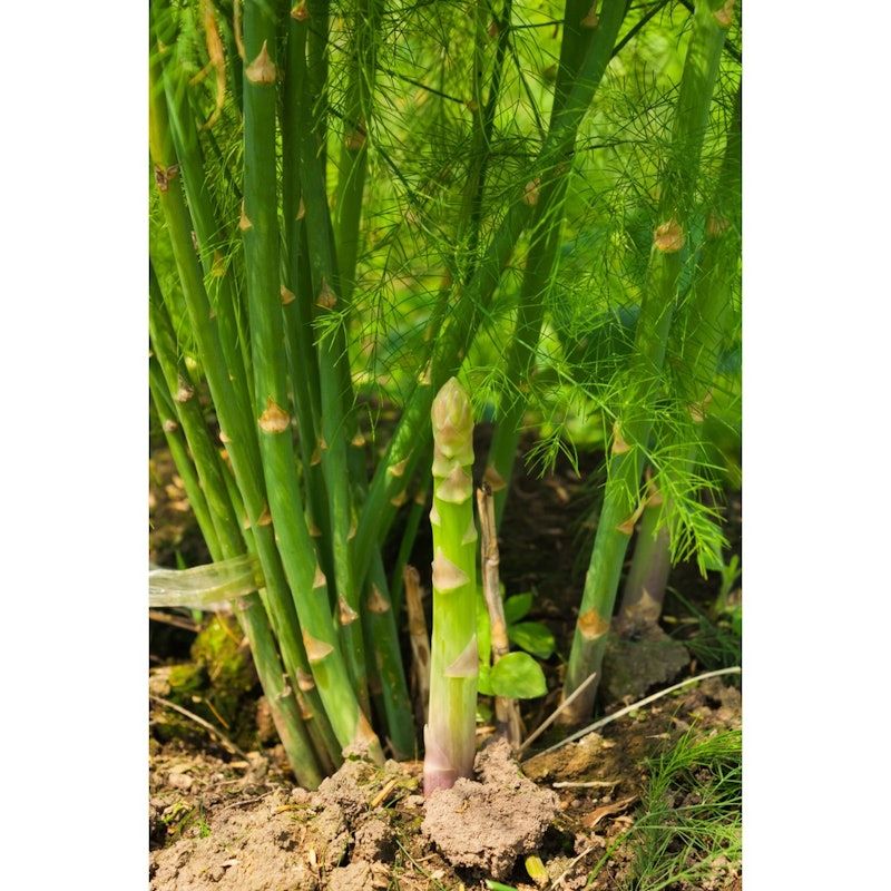 Asparagus Sayuran