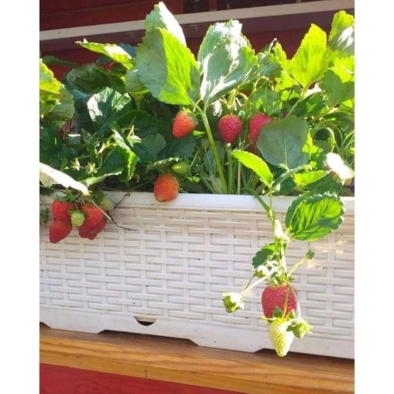 Bibit Strawberry Seolhyang