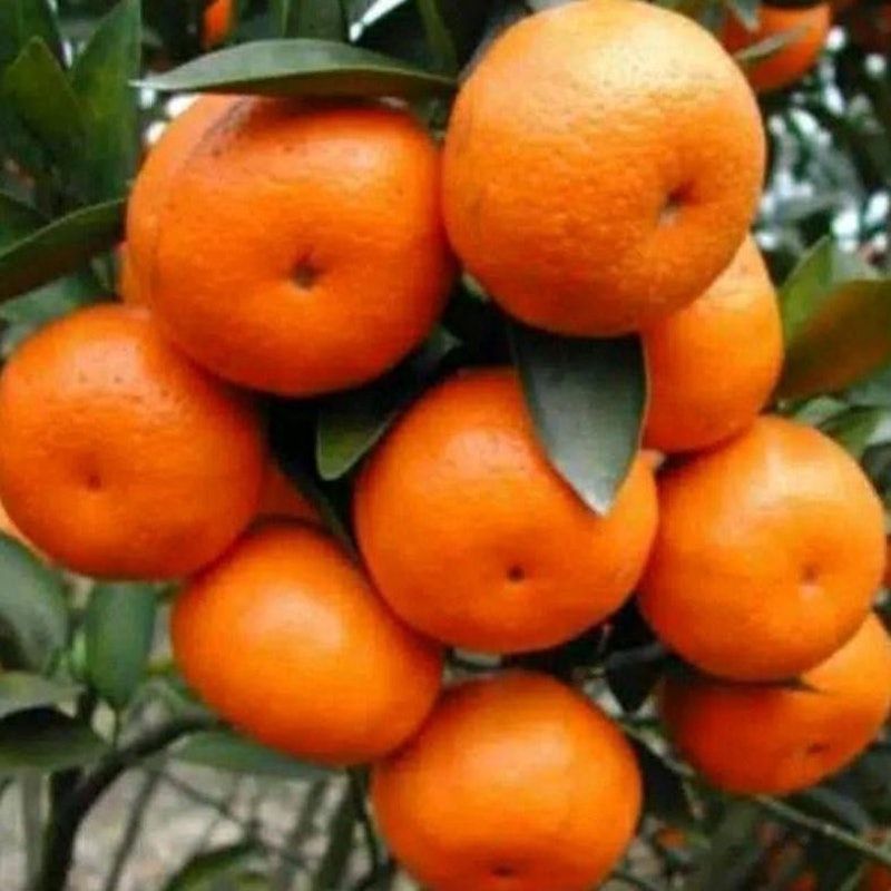 Bibit Jeruk Santang Madu Hasil Stek Batang