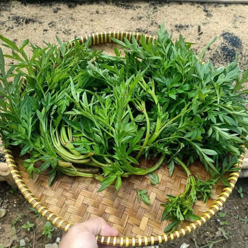 Bibit Kenikir Sayur Lalap Unggul