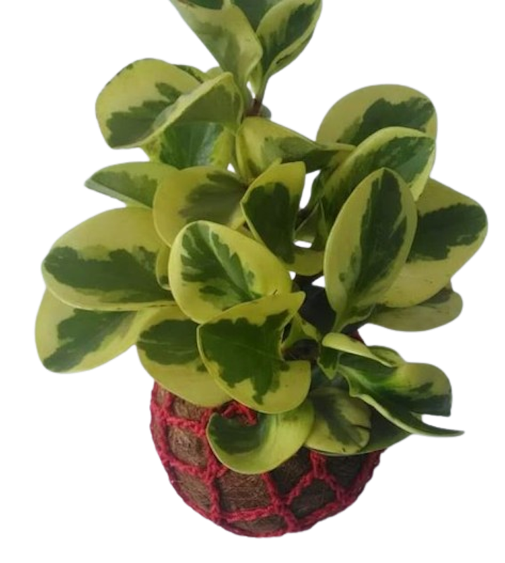Paperomia Obtusifolia Variegata