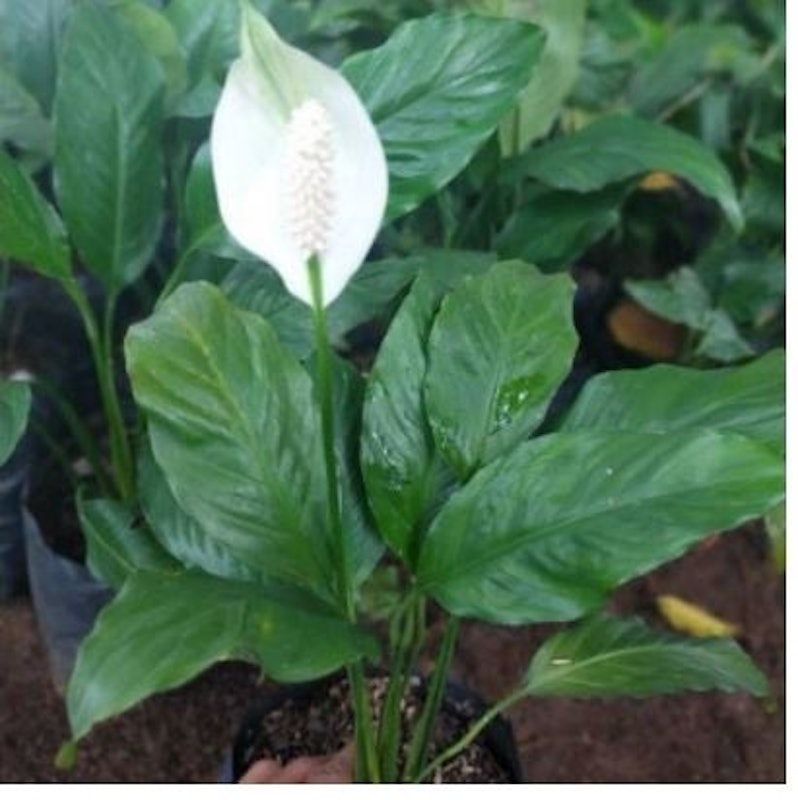 Peace Lily (Spathiphyllum)