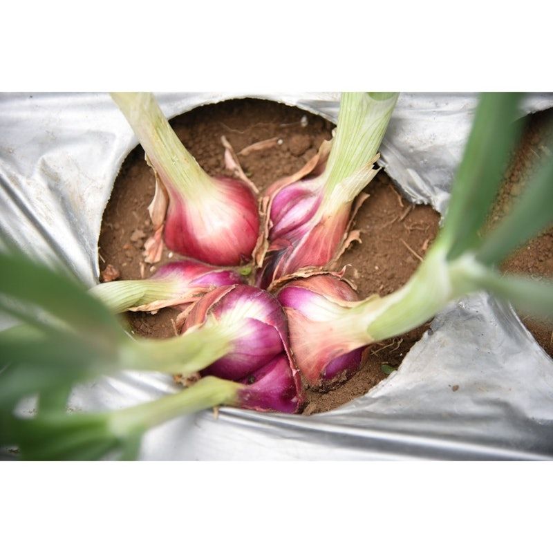 Cap Panah Merah - Benih Bawang Merah Merdeka