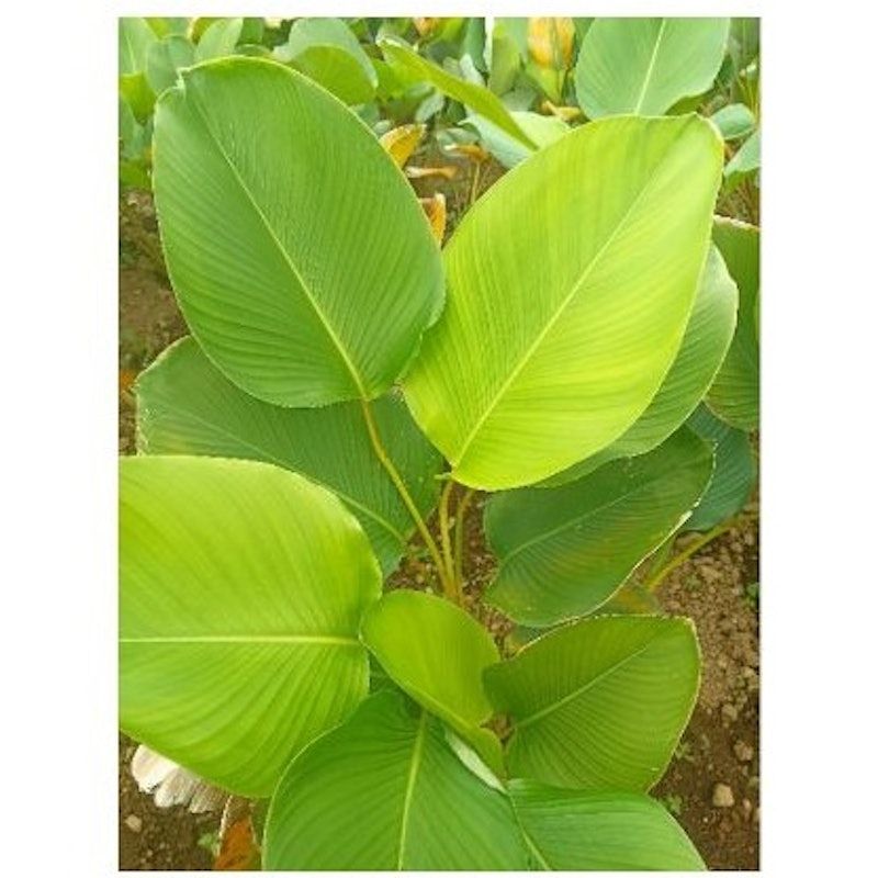 Cuban Cigar (Calathea Lutea)