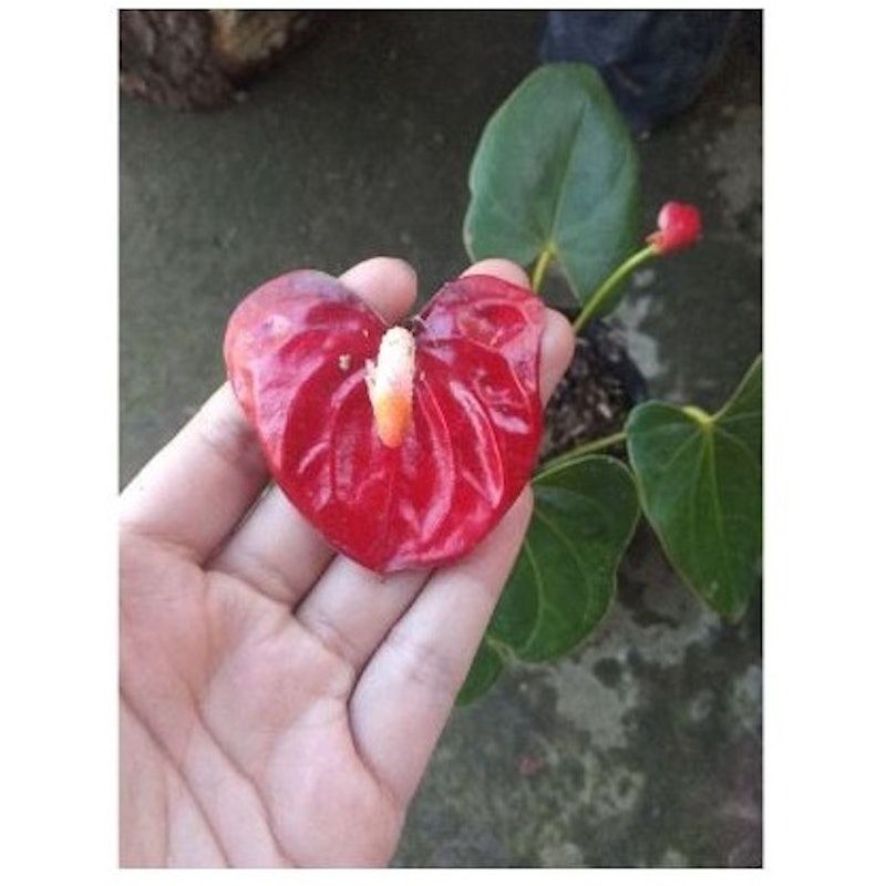 Anthurium Andraeanum