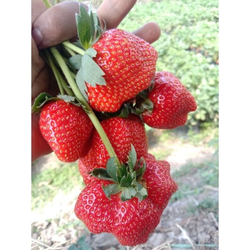 Bibit Strawberry Mencir