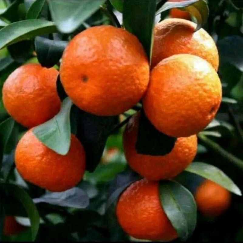 Bibit Jeruk Santang Madu Hasil Stek Batang