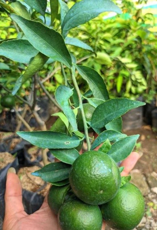Bibit Jeruk Santang Madu Hijau