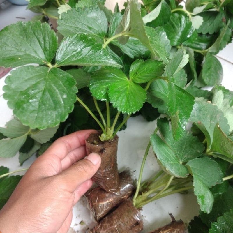 Bibit Strawberry Kalibret (Kelly Bright)