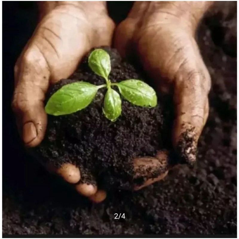 Media Tanam Gloria (Media Tanam Pak Tani)