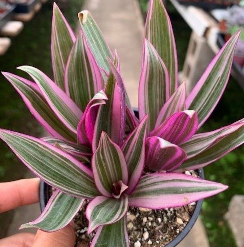 Tradescantia Spathacea