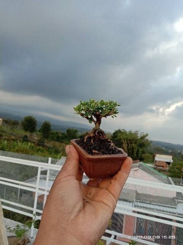 Bonsai Mame Mirten