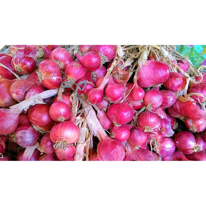 Panda Farm Benih Biji Bawang Merah