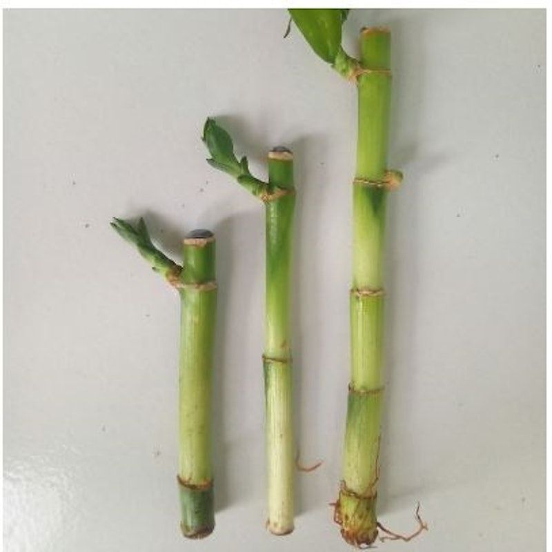 Lucky Bamboo (Dracaena sanderiana)