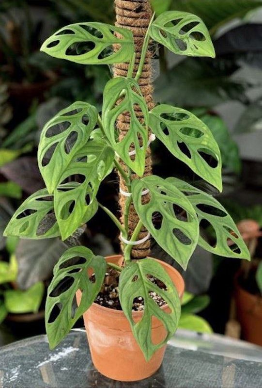 Janda Bolong (Monstera adansonii)