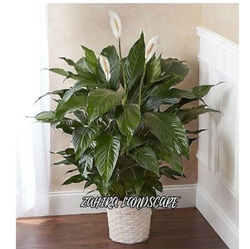 Peace Lily (Spathiphyllum)