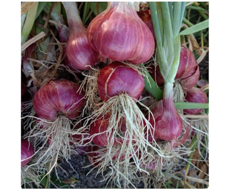 BEJO Seeds - Benih Bawang Merah Maserati F1