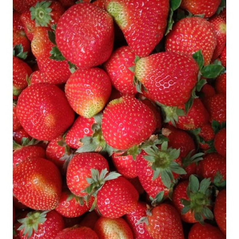 Bibit Strawberry Rosa Linda