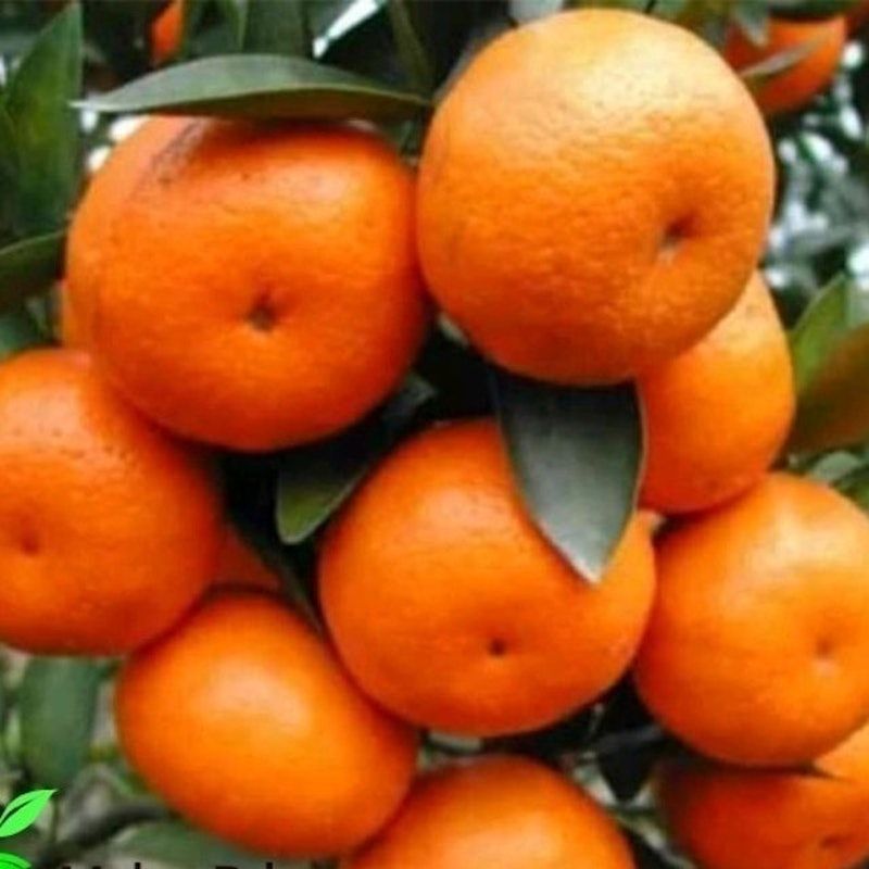 Bibit Jeruk Santang Madu Tambulapot