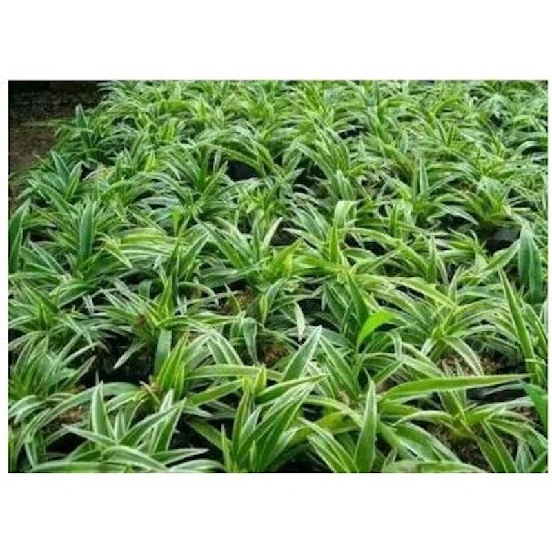 Lily Paris (Chlorophytum comosum)