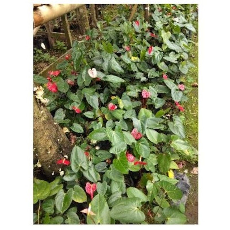 Anthurium Andraeanum