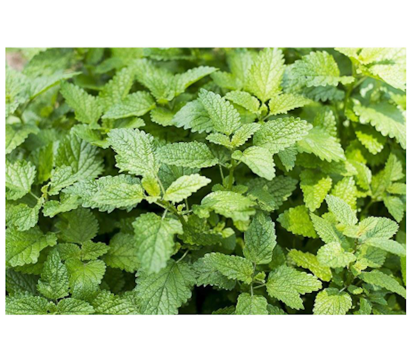 Tanaman Lemon Balm