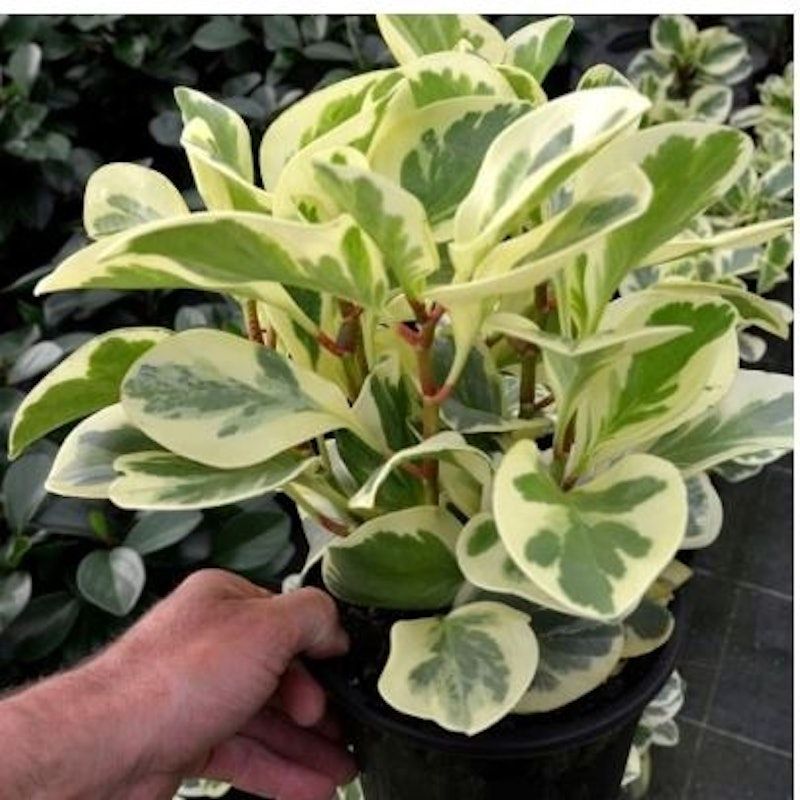 Paperomia Obtusifolia Variegata