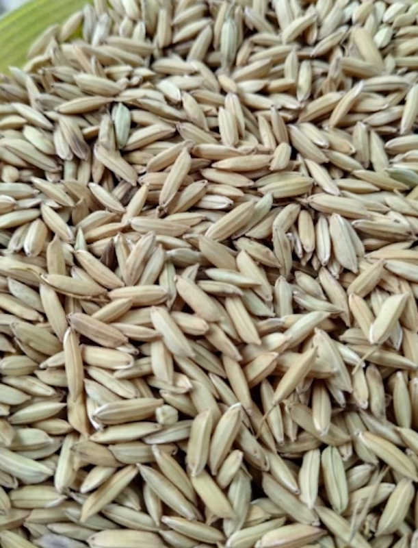 Benih Padi Unggul HMS 700 1 kg