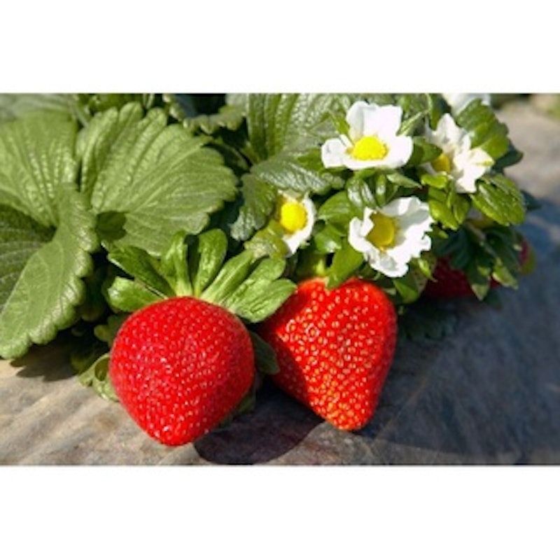 Bibit Strawberry Red Giant Australia
