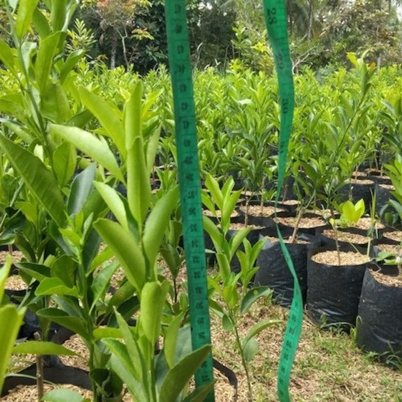Bibit Jeruk Santang Madu Hasil Okulasi Kondisi Siap Berbuah