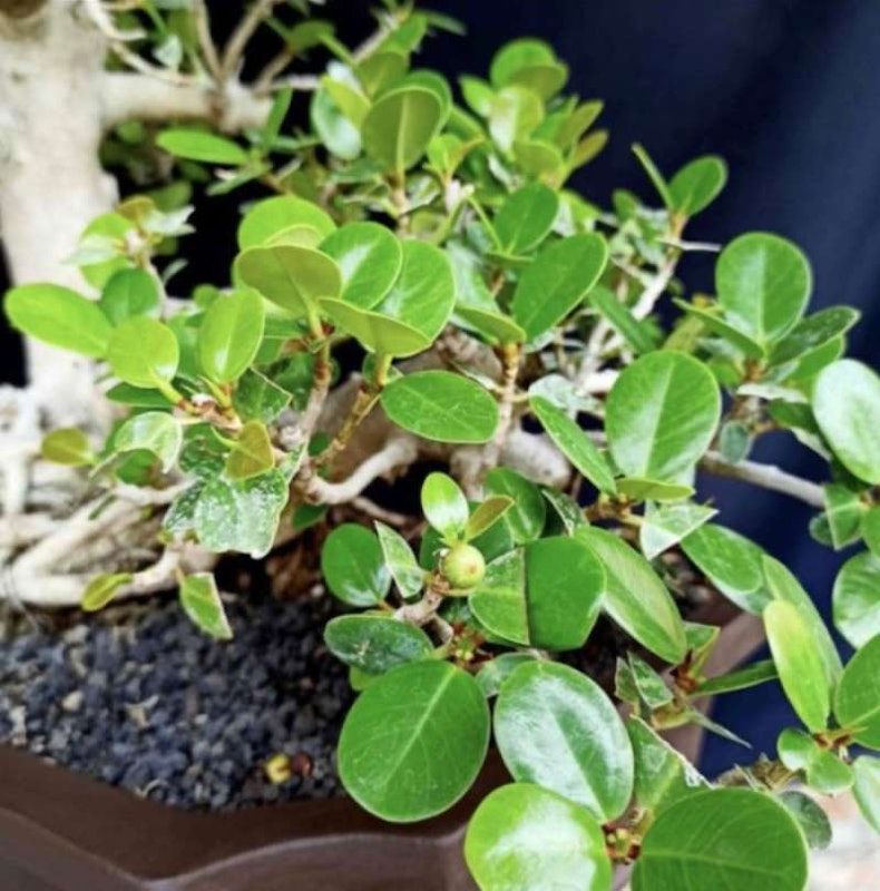 Bonsai Beringin Dolar