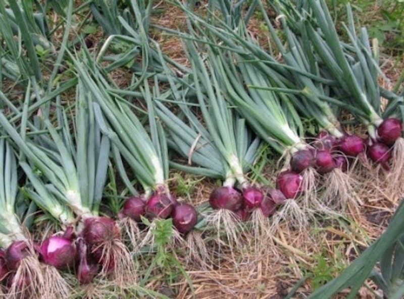 Haira Seed Onion Red Burgundy