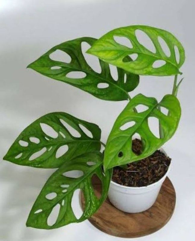 Janda Bolong (Monstera adansonii)