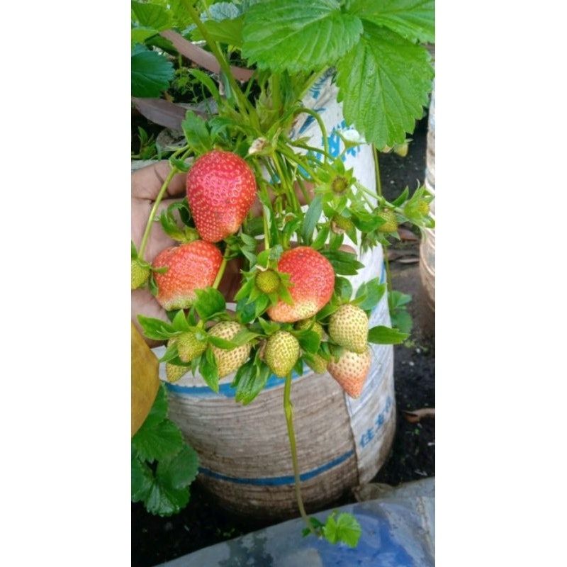 Bibit Strawberry Mencir