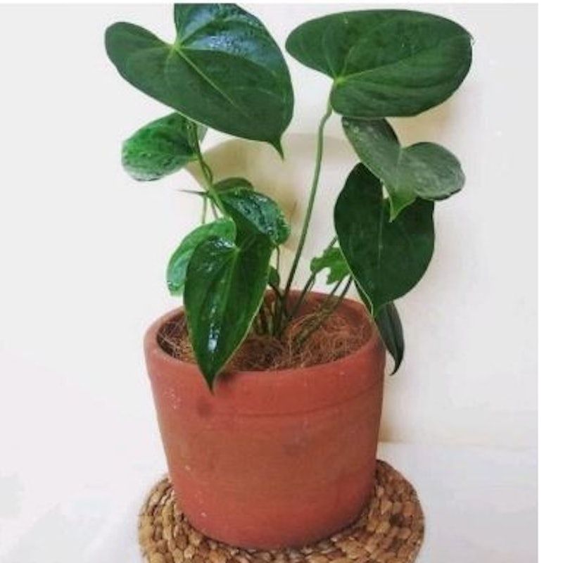 Anthurium Andraeanum