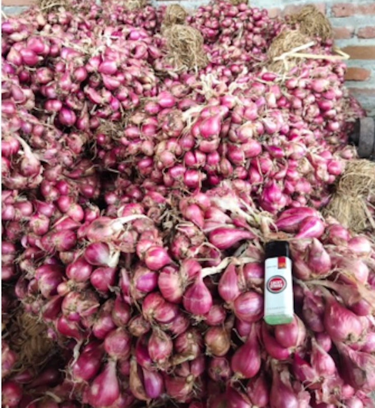 Bibit Bawang Merah Tajuk