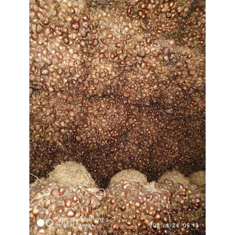 Bibit Bawang Merah Biru Lancor