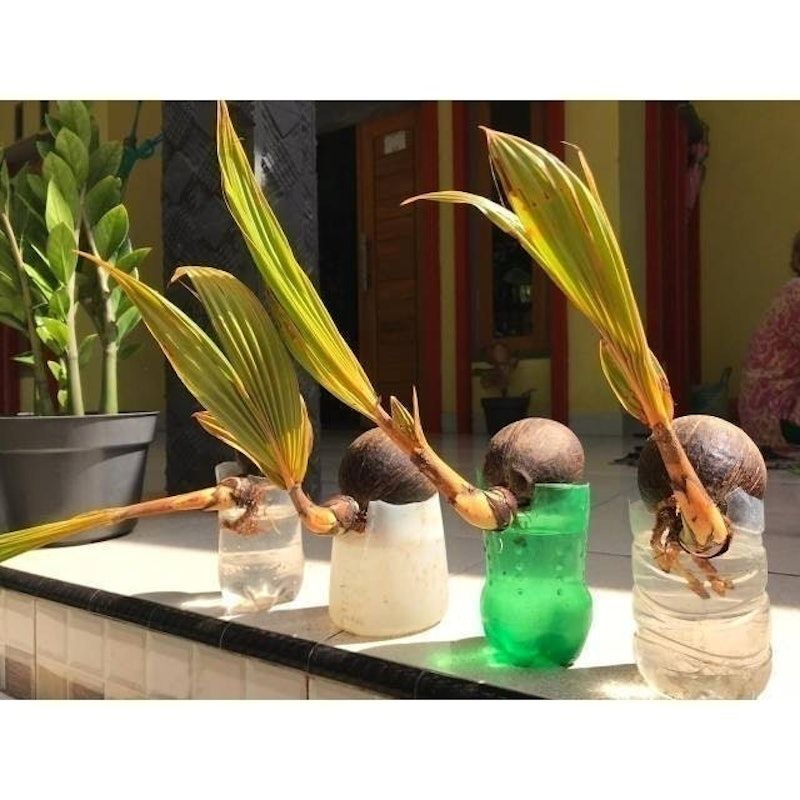 Bonsai Kelapa Gading Kuning