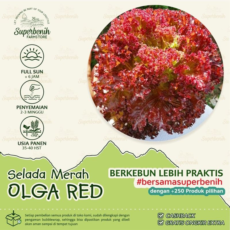 Benih Selada Keriting merah