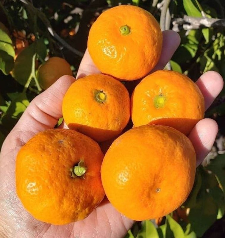 Bibit Jeruk Santang Madu Kondisi Berbuah