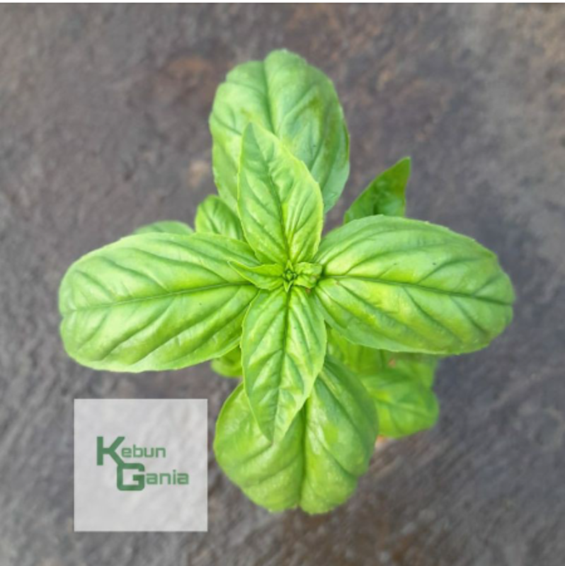Tanaman Basil
