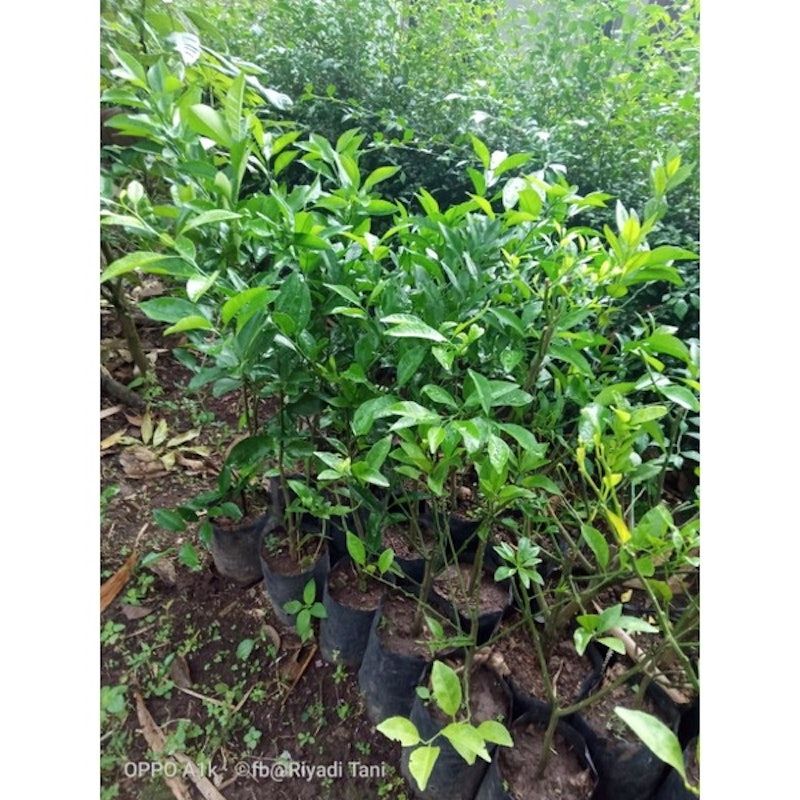 Bibit Jeruk Santang Madu Cangkok