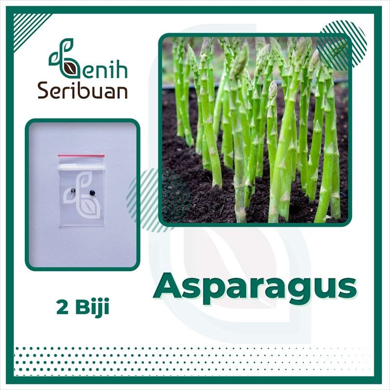Asparagus Sayuran